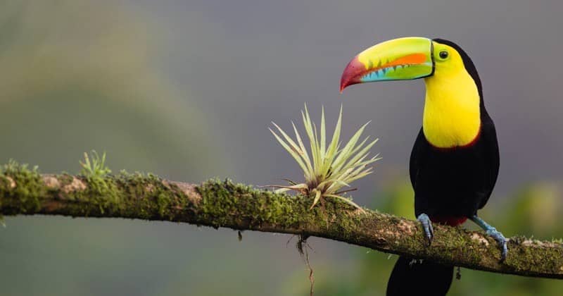 The Real Cost of 'Pura Vida': Costa Rica for Canadian Retirees